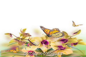 Фотопечать бабочки, Фото 59