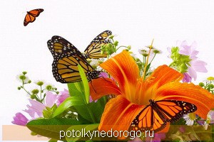 Фотопечать бабочки, Фото 23
