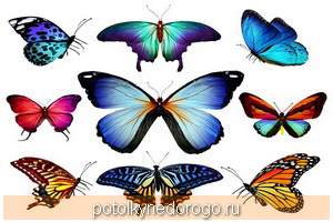 Фотопечать бабочки, Фото 1