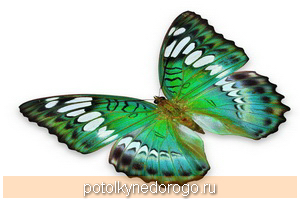 Фотопечать бабочки, Фото 43