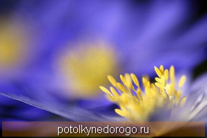 Фотопечать цветы, Фото 38